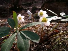 Helleborus niger .jpg