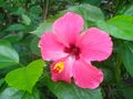 Hibiscus at Bhopal