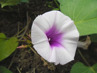 Ipomoea batatas (Sweet Potato) Flower.jpg