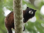 Brown monkey