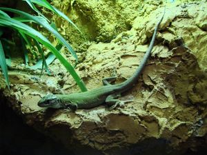 Timon pater (Wroclaw zoo)-1.JPG