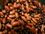 Bean vvs.jpg