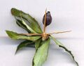 B. gagnepainii with 20 mm (3⁄4 in) thorn-leaves