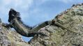 Iguana melanoderma Breuil et al 2020.jpg