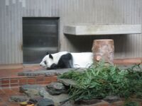 Ling Ling at Ueno Zoo.jpg