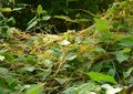 Cuscuta spec., Garden of the Gods Wilderness, Shawnee National Forest, South Illinois, USA, 2000