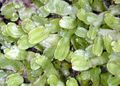A liverwort gametophyte