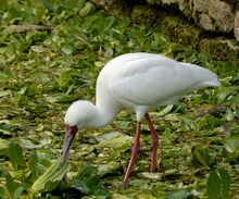**أبو ملعقة الأفريقي** (Platalea alba)