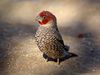 Amadina erythrocephala (l) edit.jpg