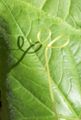 A tendril emerges from cucumber vines to grab hold of taller structures.
