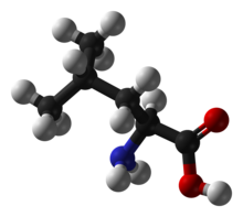 Leucine-ball-and-stick.png
