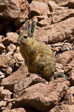 Vizcacha in the Atacama.jpg