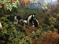 Diorama in Akeley Hall of African Mammals