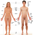 Labels of human body features displayed on images of actual human bodies, from which body hair and male facial hair have been removed