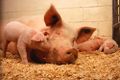 Sow and five piglets