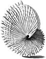 The eggcase of A. nodosa