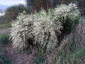 Retama monosperma Plant DehesaBoyaldePuertollano.jpg