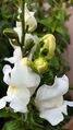 White Snapdragon Flower