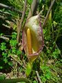 A. concinnatum