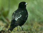 Black Lark - Kazakistan S4E9836 (16946135312)-cropped.jpg