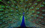 Blue Peacock Safari Park.jpg