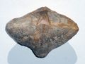 A Carboniferous brachiopod Neospirifer condor, from Bolivia. The specimen is 7 cm across.