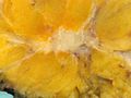 Typical macroscopic (gross examination) appearance of the cut surface of a mastectomy specimen containing a cancer, in this case, an invasive ductal carcinoma of the breast, pale area at the center