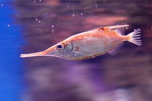 Macroramphosus-scolopax1.jpg