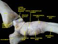 Ankle joint. Deep dissection.
