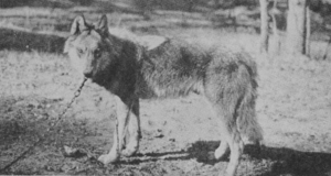 The Wolves of North America (1944) Black range wolf NM.png