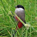Black-headed waxbill (Estrilda atricapilla).jpg