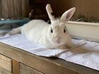 Blanc De Hotot Rabbit.jpg