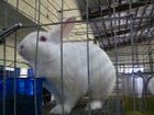 Floridawhiterabbit.jpg