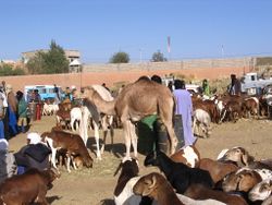 سوق الجمال في تمنراست