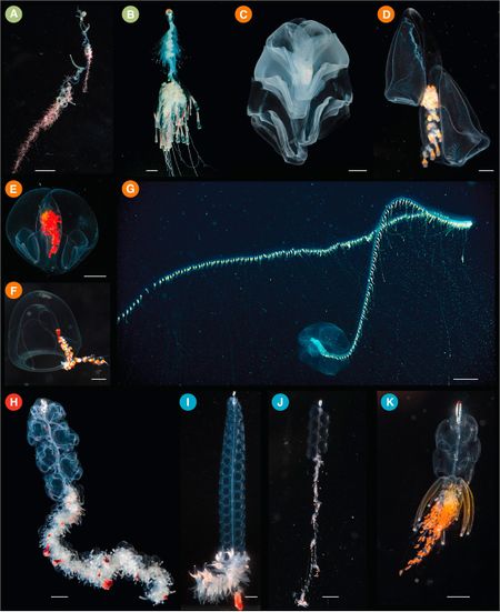 Photographs of living siphonophores.jpg