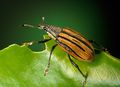 Adult citrus root weevil (Diaprepes abbreviatus)