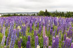 Lupinus field, St. John's, Newfoundland.jpg