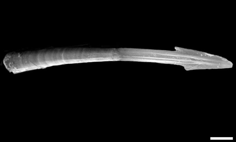ملف:Monachoides vicinus dart lateral.jpg