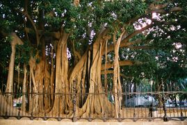 Palermo-Park-bjs-1.jpg