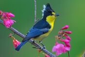 Taiwan tit.jpg