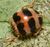 Epilachnini sp.