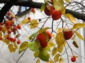 Hachiya persimmons in December