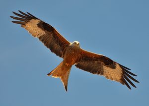 Milvus milvus Jura.jpg
