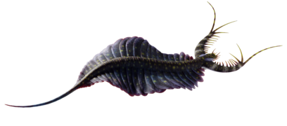 Mobulavermis (Kerygmachelidae)