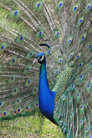 Peacock.displaying.better.800pix.jpg