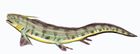 Triodus1db.jpg