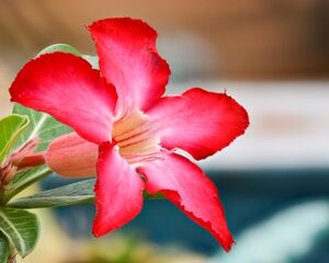 Adenium Obesum Flower Side Macro Mar22 D72 23052-58 ZS P.jpg