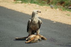 على الطريق إلى أواسا