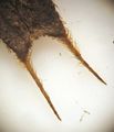 Sticking teeth of a Bidens tripartita achene under stereomicroscope (30X).
