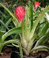 Billbergia pyramidalis